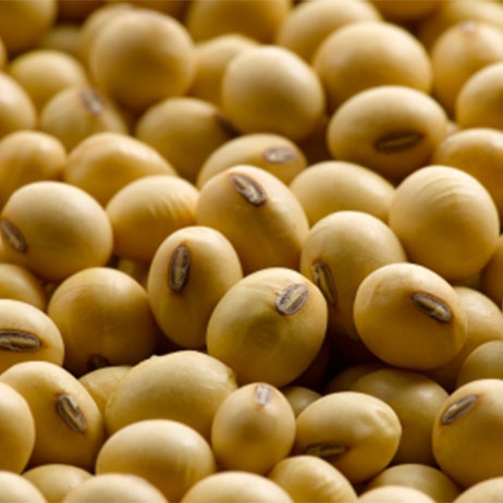 Organic Soybeans Export